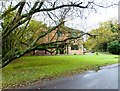 Tree and house on Ford Lane