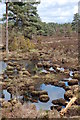 Boggy ground Avon Heath Country Park