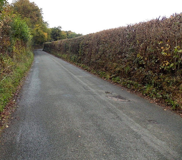 Hedge-lined road out of Weston Rhyn