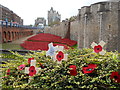 TQ3380 : Poppies at the Tower of London by Paul Bryan