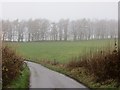 Line of trees near Law