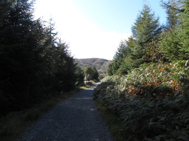 Forest track serving the upper part of Tollymore Forest Park