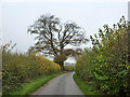 Tree by Valley Lane