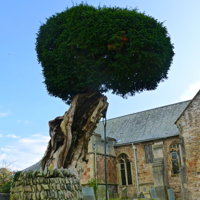 Ancient yew tree