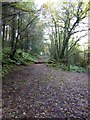 Forest tracks in Stoney Hill Plantation