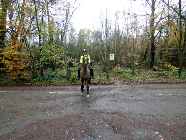 Surrey Hills:  End of the bridleway