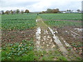 Footpath to Frid Farm - wellingtons required