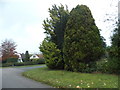 Conifers on Crabtree Drive, Givons Grove