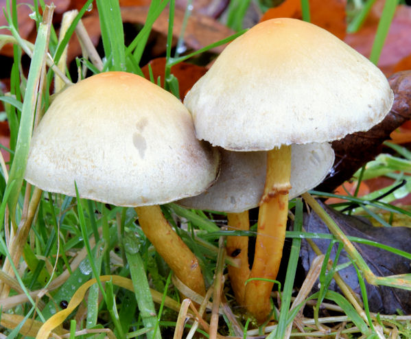 Fungi, Minnowburn, Belfast - November 2014(8)
