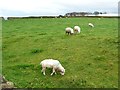 Sheep on former moorland, Delph Farm