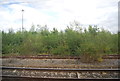 Overgrown sidings