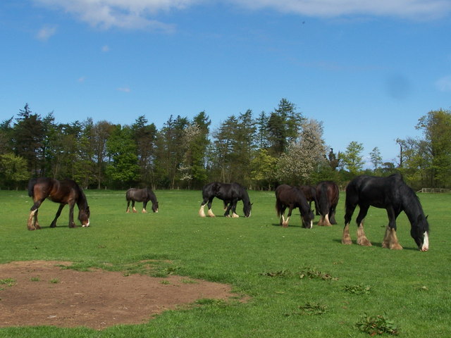Group of heavy horses