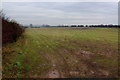 Field South of Rainton