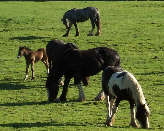 Horses and foals