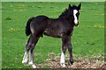 Young foal