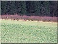 NU1822 : Deer in field by David Chatterton