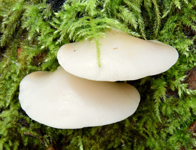 Fungi, Crawfordsburn Country Park (November 2014)