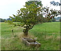 Cattle trough next to Arnesby Lane