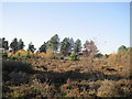 Dune Heath near Woodvale Airfield