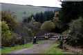 Forest track, Nant Gwilym