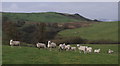 SO1159 : Upland pasture with sheep by Andrew Hill