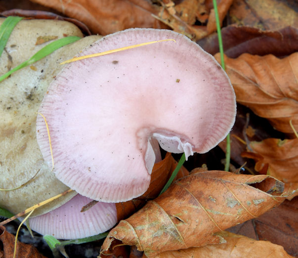 Fungi, Belfast - November 2014(2)