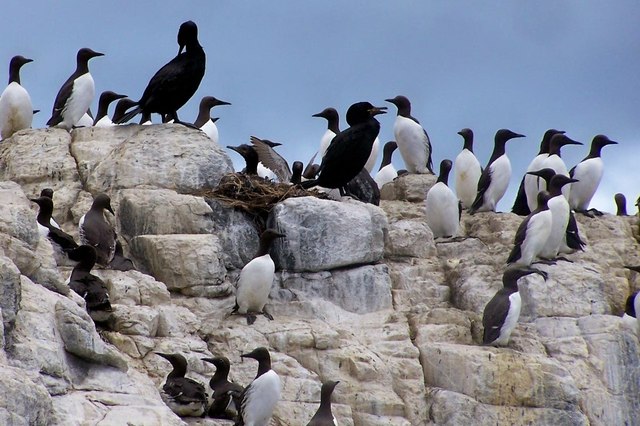 Seabirds on the cliffs