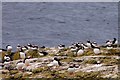 NU2135 : Puffins on the Farne Islands by David Chatterton