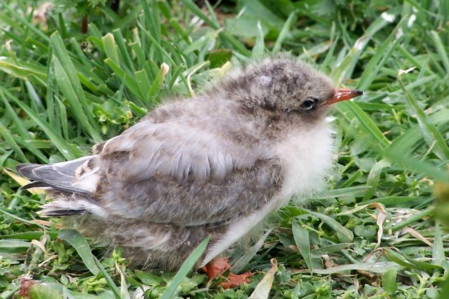 Young tern