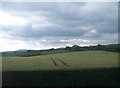 A field of grain on the western side of the Newcastle Road