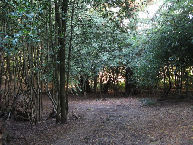 Path in Gernon Bushes