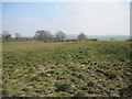 Earthworks  east  of  Leppington