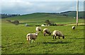 Grazing Land Near Biggar