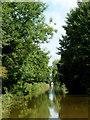 Macclesfield Canal approaching Congleton, Cheshire