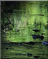 Reflection in the Crooked Oak Stream, Knowstone, Devon