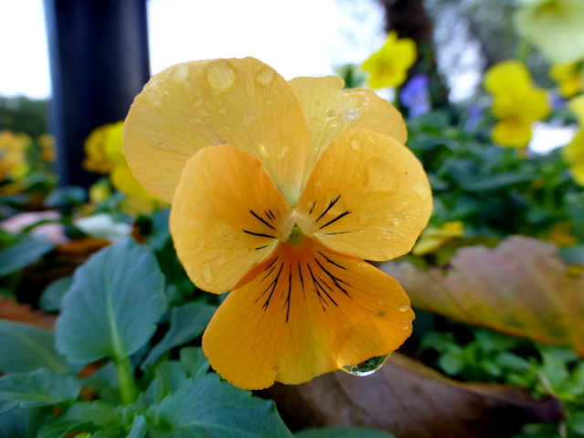 Viola with droplet, Omagh