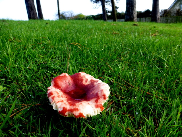 Fungus, Knockgreenan Avenue, Omagh (2)