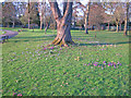 Crocus in John Coles Park