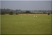 TQ9321 : Sheep, Salts Farm by N Chadwick