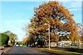 Oak on Alton Road, Ross-on-Wye