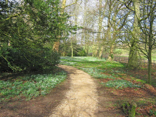 Snowdrop path at Lacock Abbey