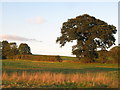 Farmland north of Steward