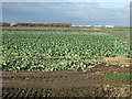 Cabbage field off Shore Road