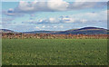 Pasture near Rhos-fach, Llangolman