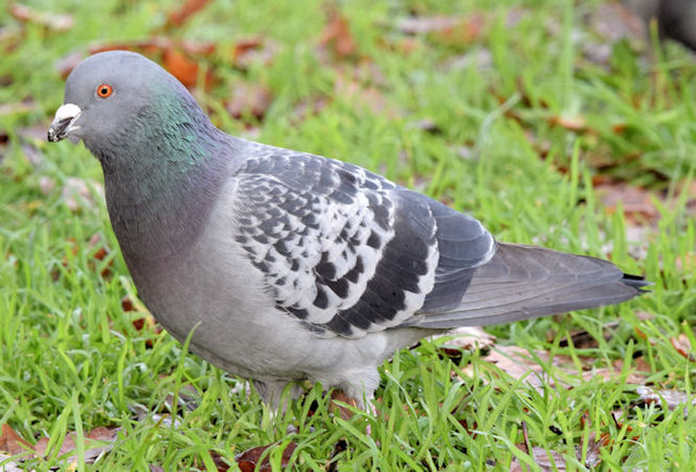 Feral pigeon, Ormeau Park, Belfast - November 2014(1)