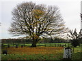 Autumn in Lowthorpe churchyard