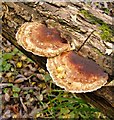 Fungi growing on a fallen willow log