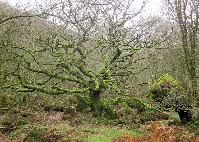 Tree in Guisecliff Wood