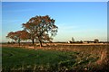 SU3391 : Evening Light, Oldfield Farm by Des Blenkinsopp