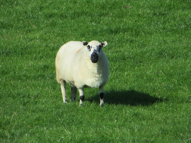 One of the sheep
